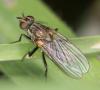 Botanophila fugax